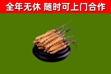 温宿县烟酒回收冬虫夏草.jpg